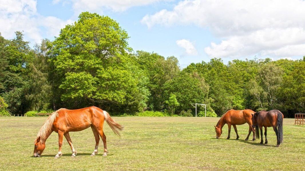 poneys new forest