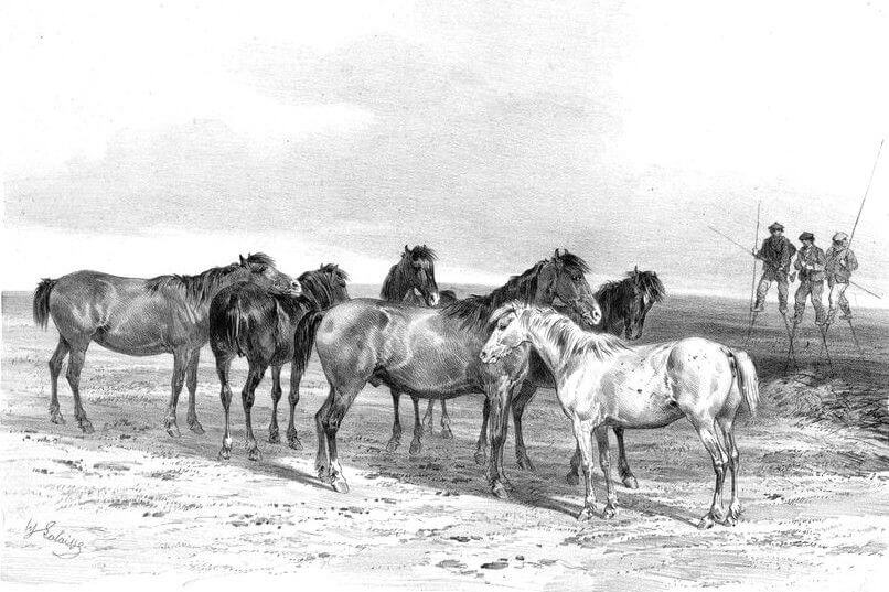 poneys landais