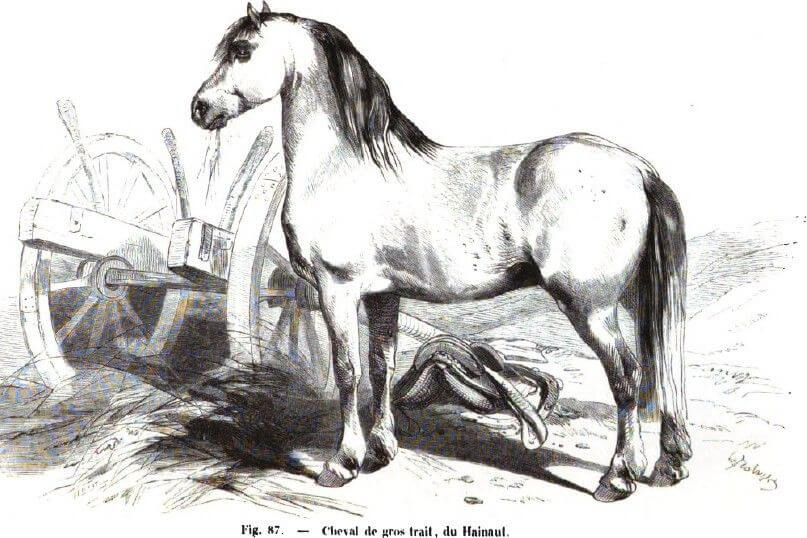 cheval de trait du hainaut