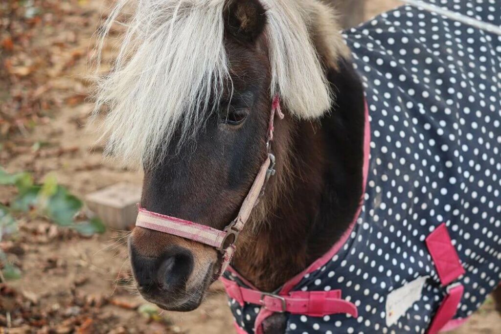 couverture poney