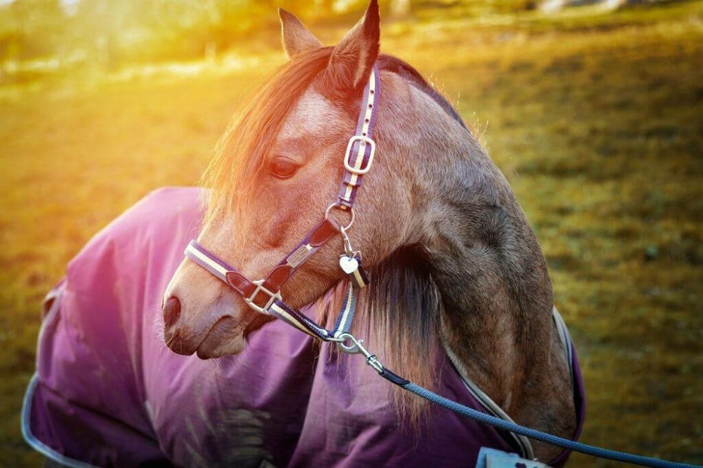 couverture pour poney
