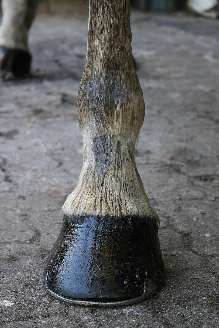 soins des sabots du cheval