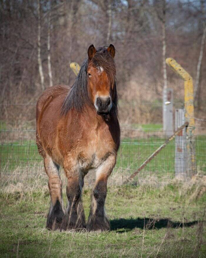 cheval le plus grand du monde