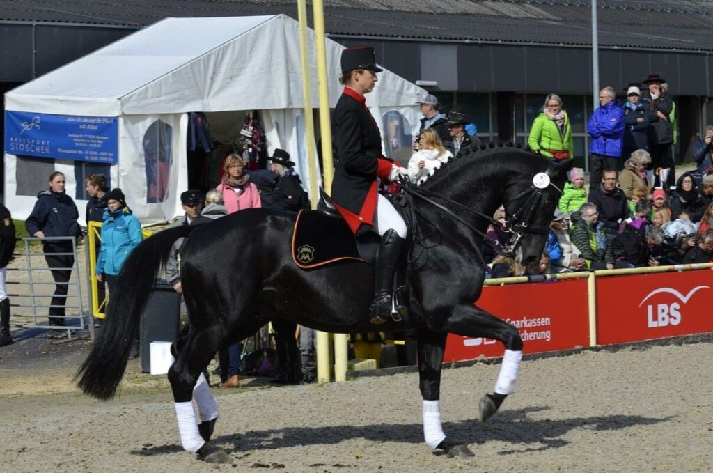 rollkur cheval