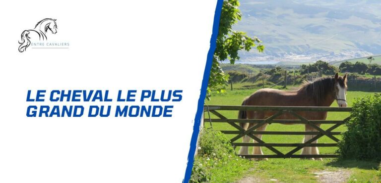 cheval le plus grand du monde