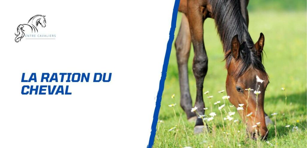 ration cheval