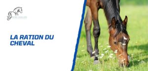 Lire la suite à propos de l’article La ration du cheval: pour une alimentation équilibrée et saine