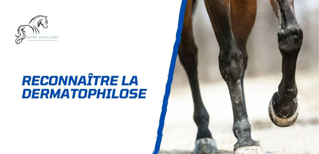 dermatophilose cheval