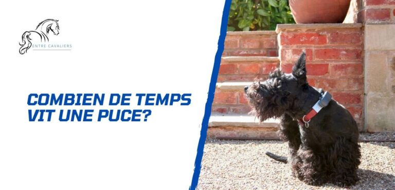 combien de temps vit une puce sans animaux