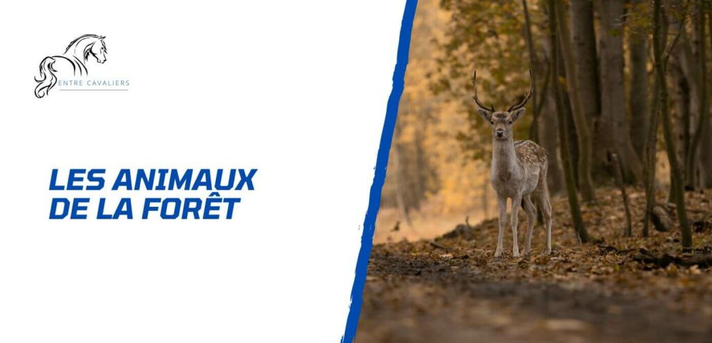 animaux de la forêt