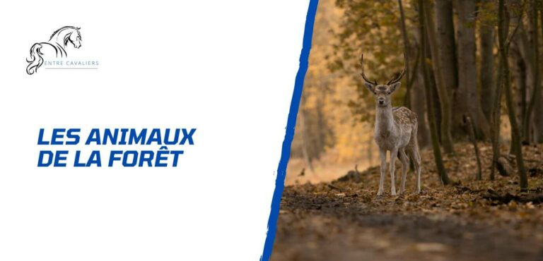 animaux de la forêt