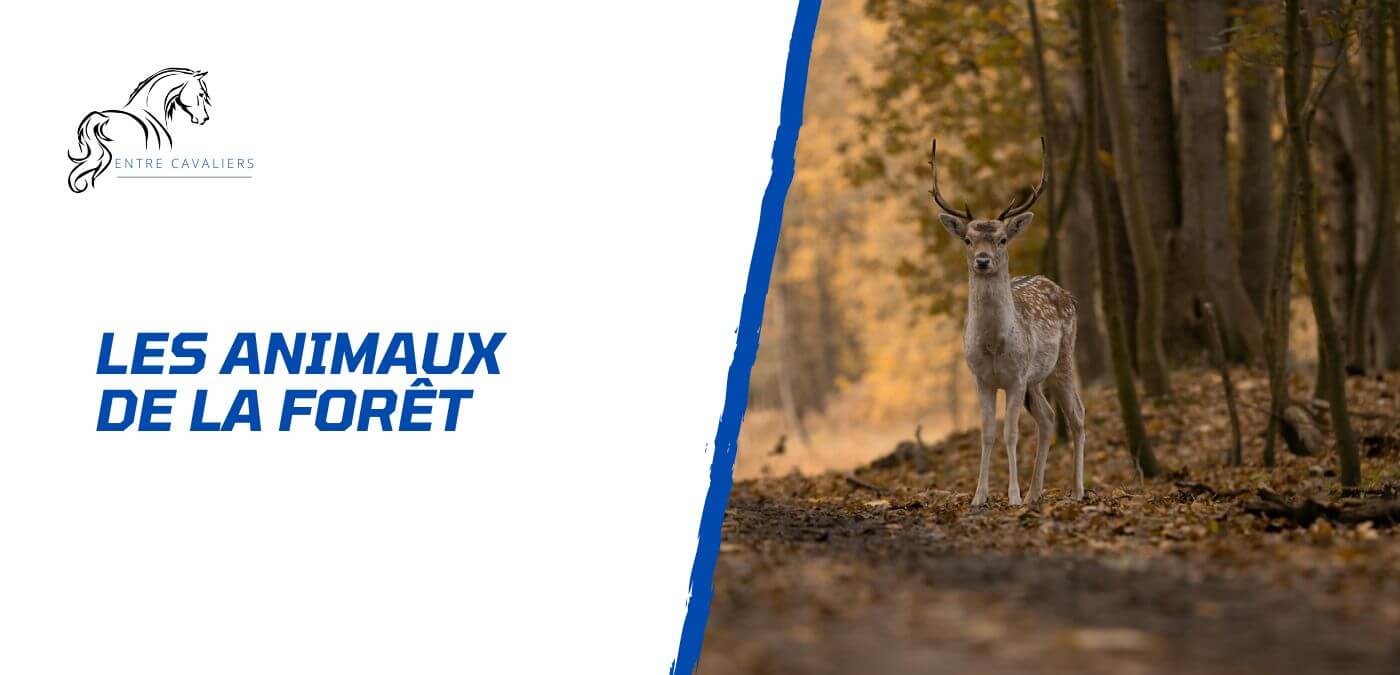 animaux de la forêt
