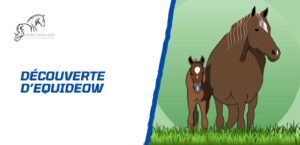 Lire la suite à propos de l’article Equideow: astuces, conseils et stratégies pour progresser rapidement