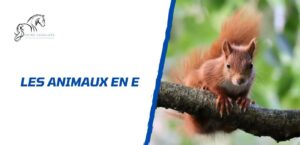 Lire la suite à propos de l’article Tous les animaux en E: la liste complète à découvrir