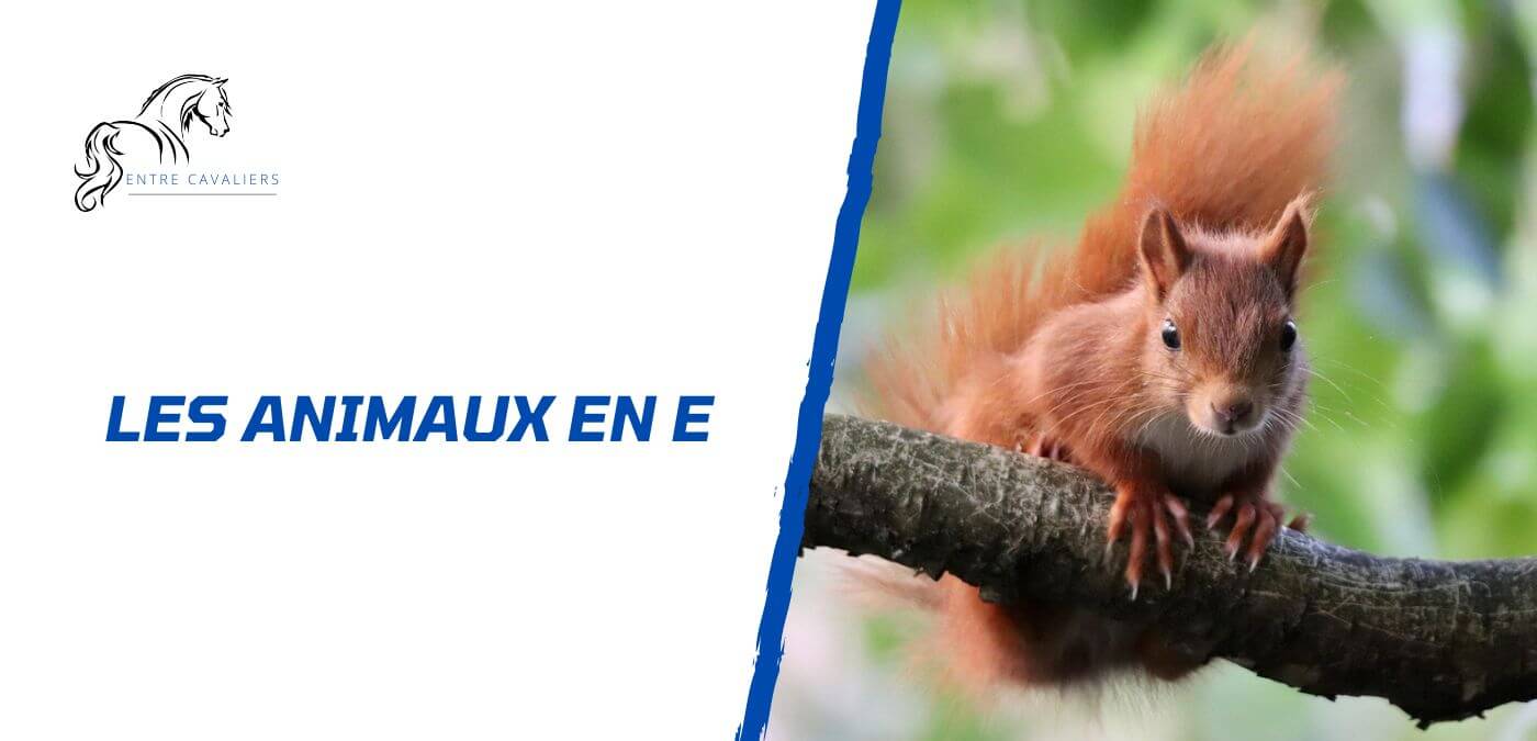 animaux en e