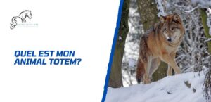 Lire la suite à propos de l’article Quel est mon animal totem? Test complet pour le découvrir