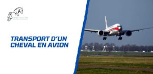 Lire la suite à propos de l’article Comment faire voyager un cheval en avion? Tout ce qu’il faut savoir
