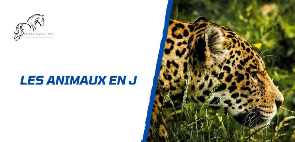 animaux en j