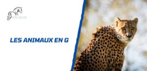 Lire la suite à propos de l’article Les animaux en G: la liste complète à connaître