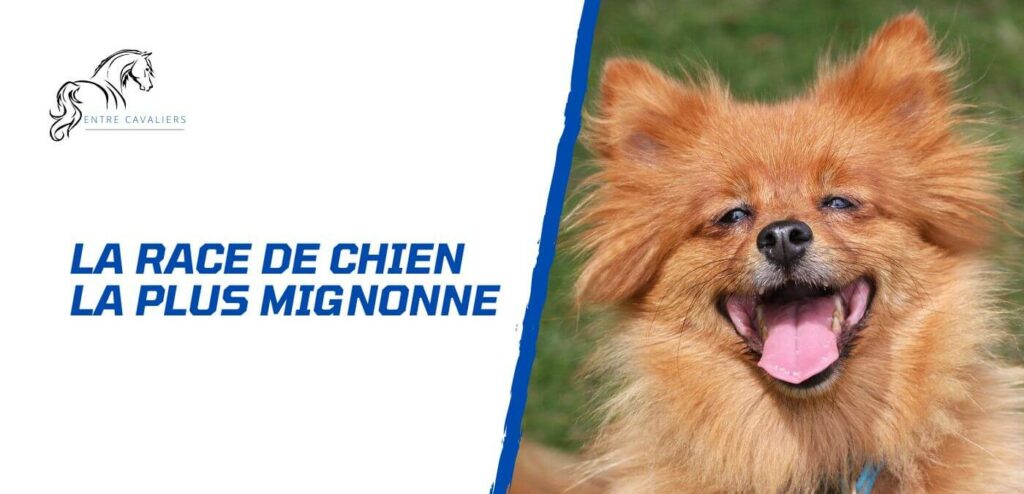 quelle race de chien est la plus mignonne