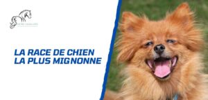 Lire la suite à propos de l’article Quelle race de chien est la plus mignonne? Notre Top 10 des chiens mignons