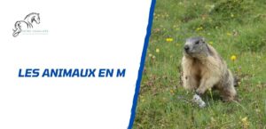 Lire la suite à propos de l’article Tous les animaux en M: la liste complète à découvrir