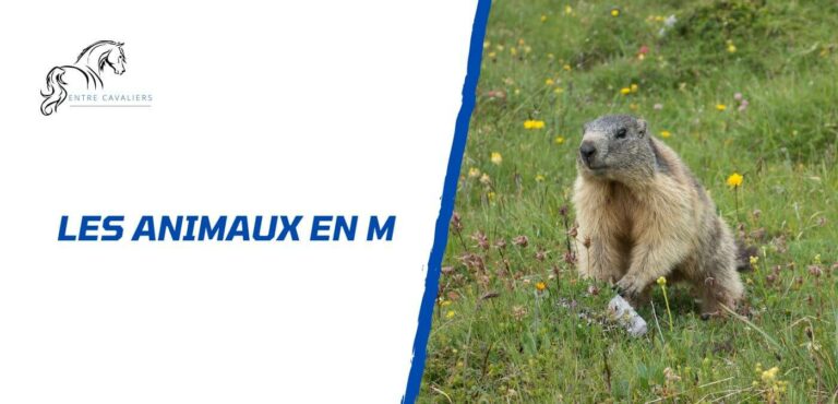 animaux en m