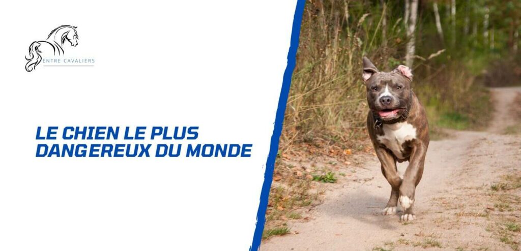 quel est le chien le plus dangereux du monde