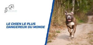 Lire la suite à propos de l’article Quel est le chien le plus dangereux du monde, et pourquoi?