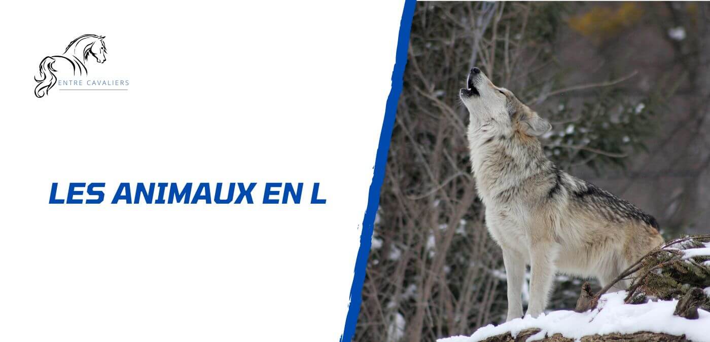 animaux en l