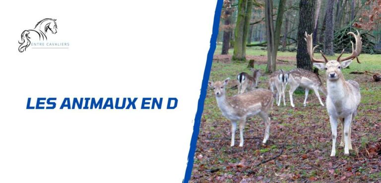 animaux en d