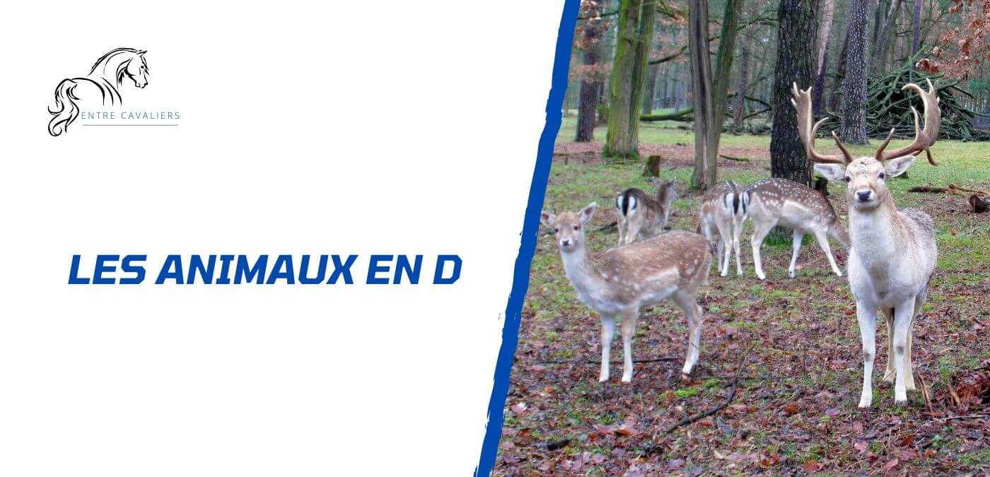 animaux en d
