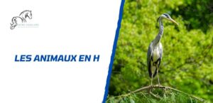 Lire la suite à propos de l’article Tous les animaux en H: la liste complète à découvrir