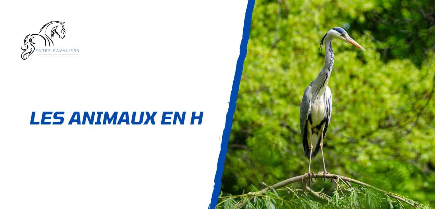 animaux en H