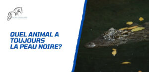 Lire la suite à propos de l’article Quel animal a toujours la peau noire à l’âge adulte?