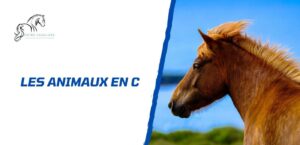 Lire la suite à propos de l’article Les animaux en C: la liste complète à connaître