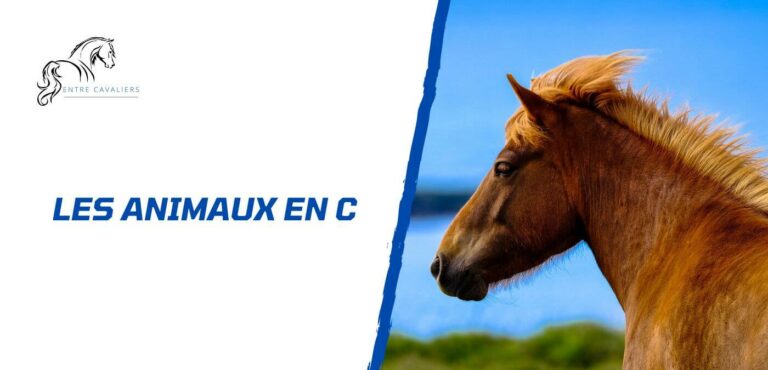 animaux en c