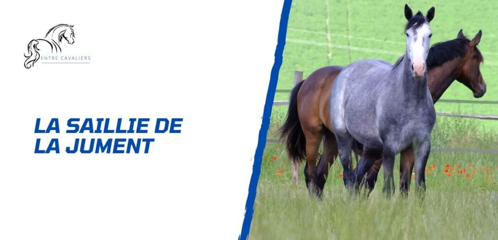 saillie jument