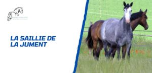 Lire la suite à propos de l’article La saillie de la jument: comment cela se passe, étape par étape