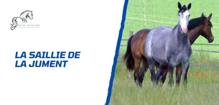 saillie jument