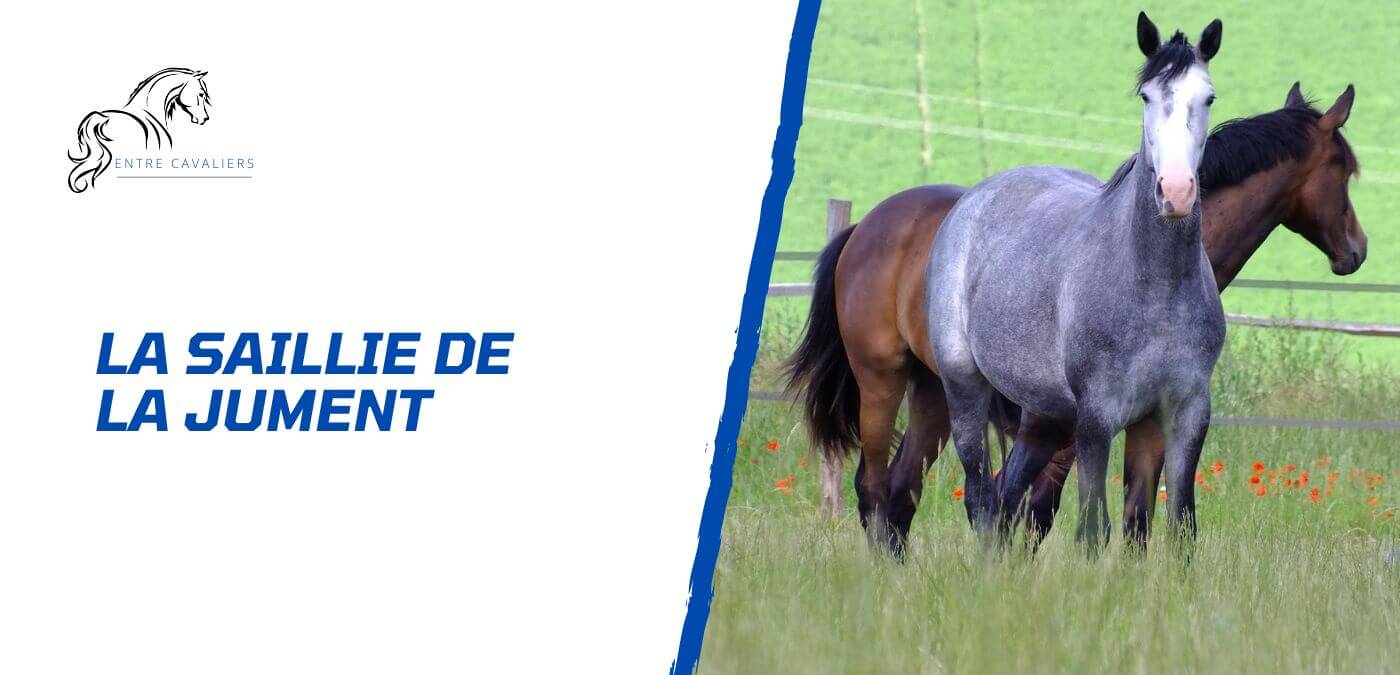 saillie jument