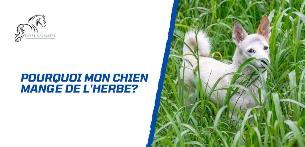 pourquoi mon chien mange de l'herbe