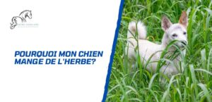 Lire la suite à propos de l’article Pourquoi mon chien mange de l’herbe et comment réagir?