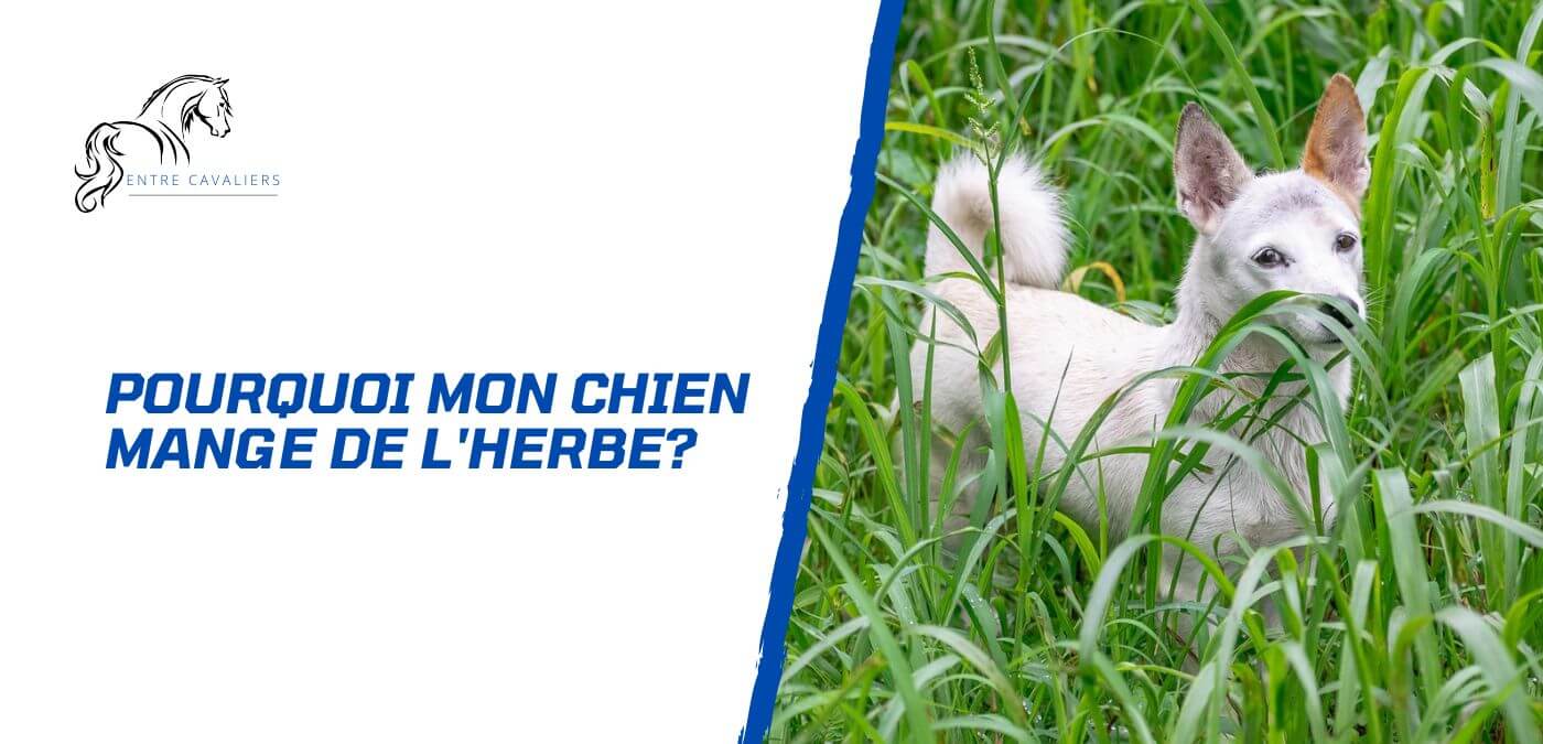pourquoi mon chien mange de l'herbe