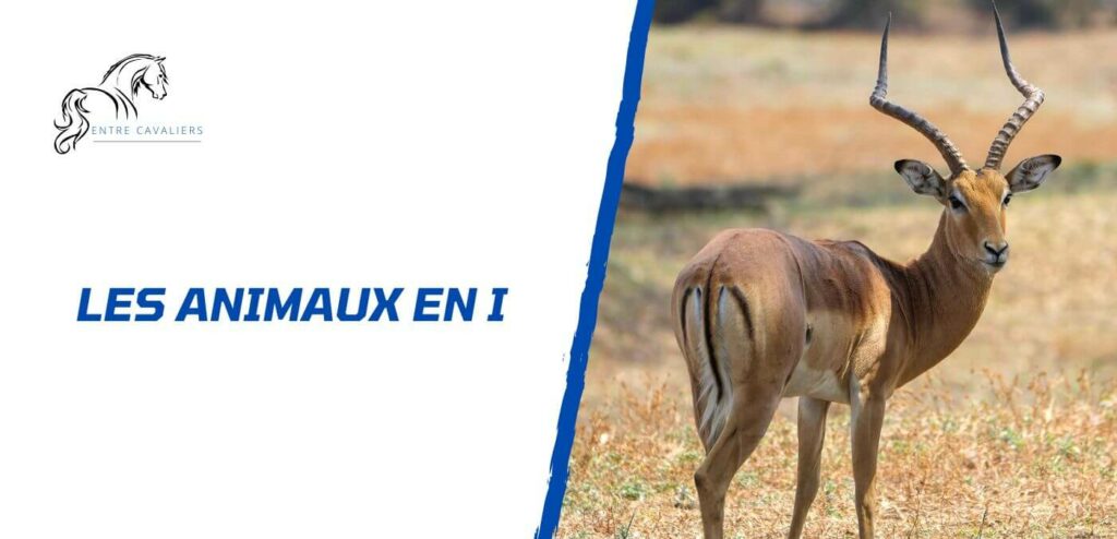 animaux en i