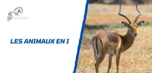 Lire la suite à propos de l’article Quels sont les animaux en I: la liste complète à découvrir
