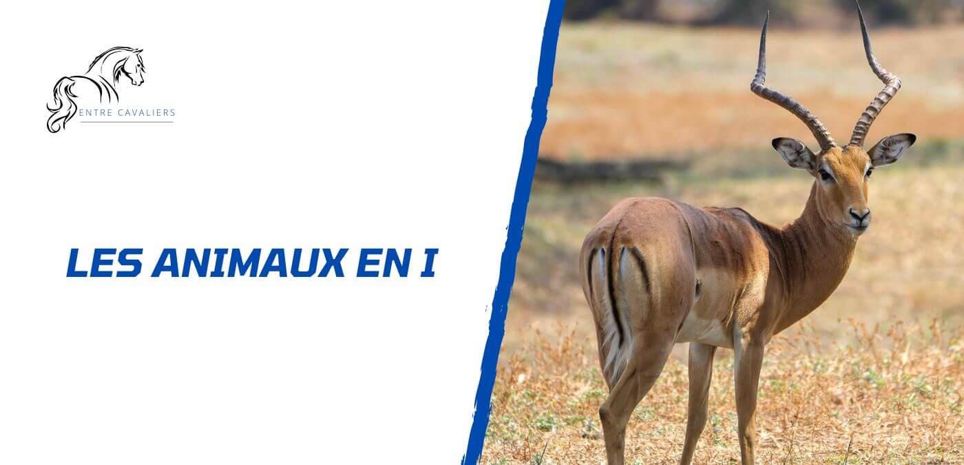 animaux en i
