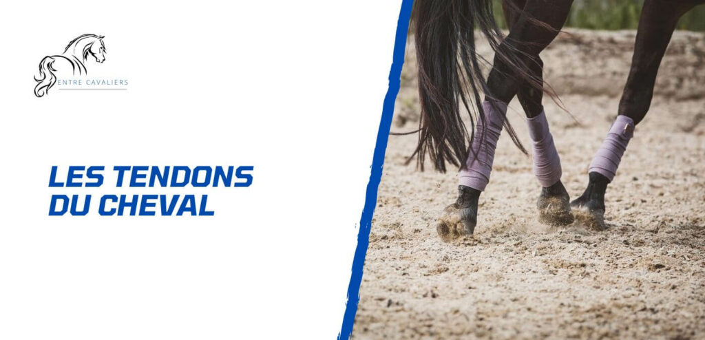 tendons cheval