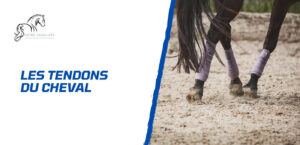 Lire la suite à propos de l’article Comment prendre soin des tendons du cheval: guide complet du débutant
