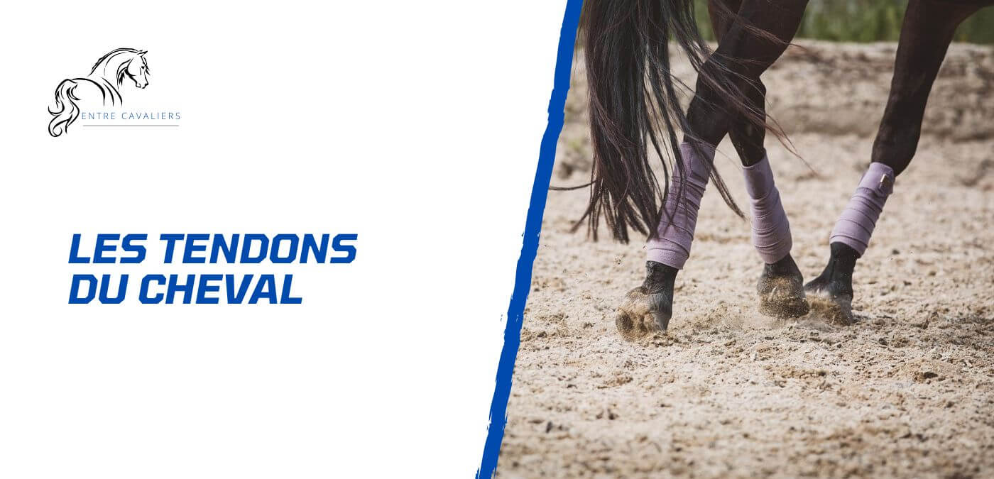 tendons cheval